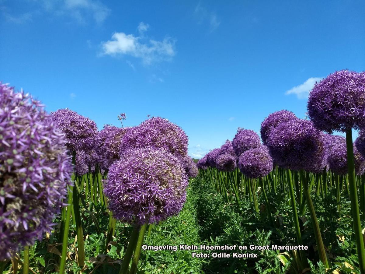 Klein Heemshof - Noord Holland Aan Uw Voeten Варменхёйзен Экстерьер фото